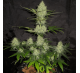 Великий Диявол XL (Auto.Fem.) 1 шт. / Big Devil XL 2023